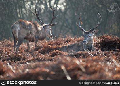 Portrait of red deer stag in forest landscape scene in Autumn Fall Winter setting