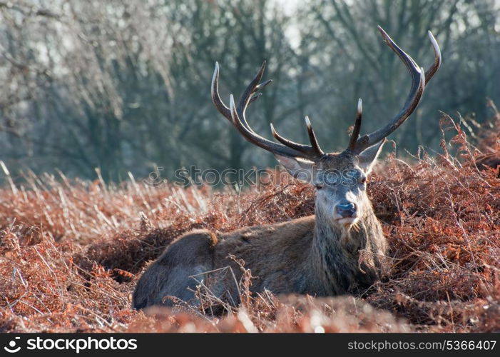 Portrait of red deer stag in forest landscape scene in Autumn Fall Winter setting