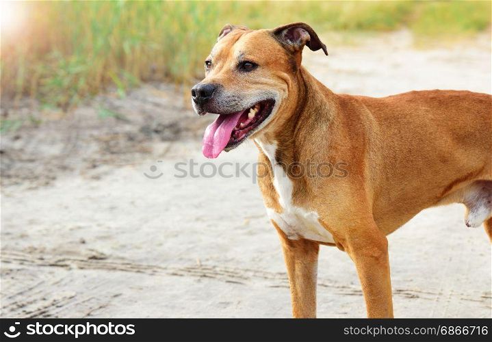 portrait of red-haired American pit bull outdoors