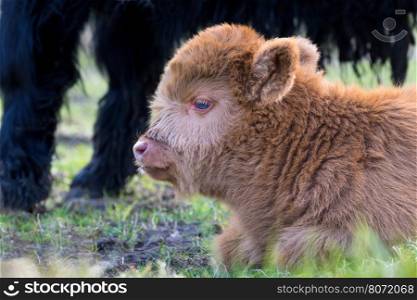 Portrait of resting Brown newborn scottish highlander calf