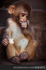 Portrait of Rhesus macaque baby sitting. Captured in Nepal
