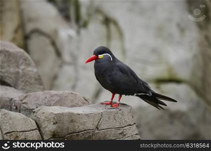 Portrait of ringed Inca Tern birds on rocks in natural habitat