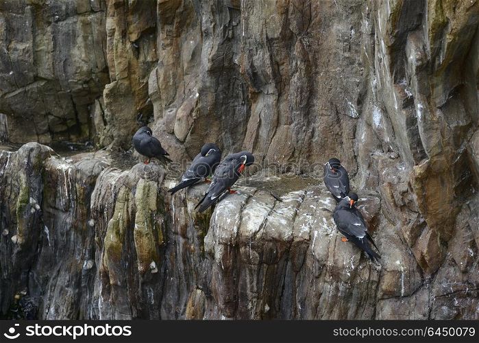 Portrait of ringed Inca Tern birds on rocks in natural habitat