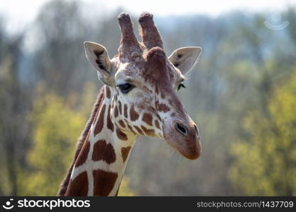 Portrait of Rothschild giraffe - Giraffa camelopardalis rothschildi.. Portrait of Rothschild giraffe - Giraffa camelopardalis rothschildi