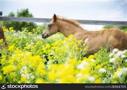 portrait of running chestnut foal in yellow flowers  blossom paddock. 