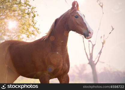 portrait of running chestnut Marwari mare. India