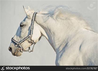 portrait of running Lipizzaner horse