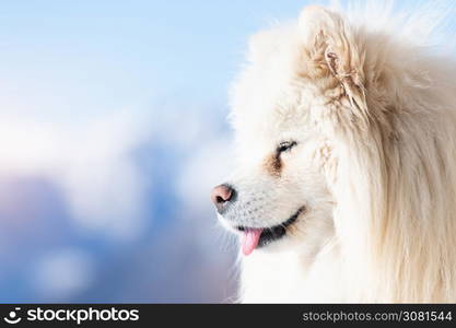 Portrait of Samoyed dog with tongue out.