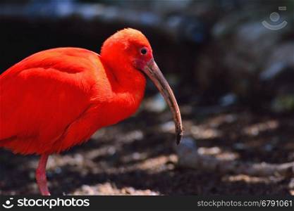Portrait of scarlet ibis, Eudocimus ruber.