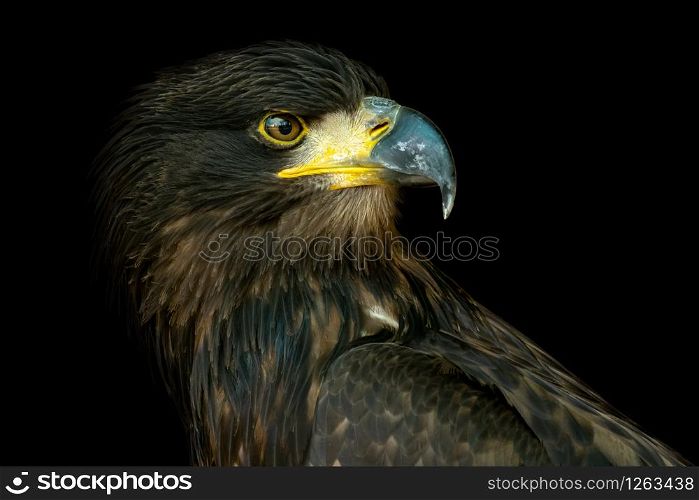 Portrait of sea eagle (Haliaeetus albicilla) on black background