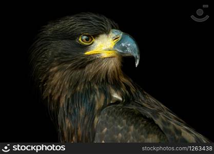 Portrait of sea eagle (Haliaeetus albicilla) on black background
