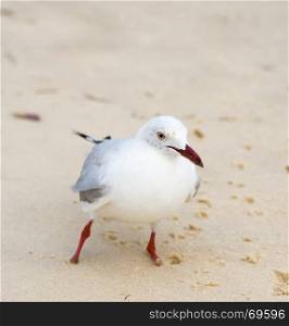Portrait of seagulls on the beach in Australia