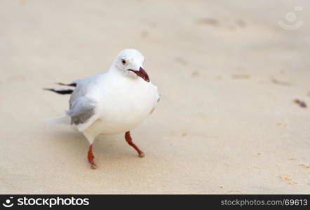 Portrait of seagulls on the beach in Australia