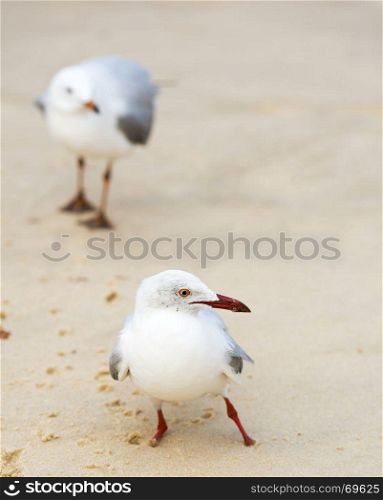 Portrait of seagulls on the beach in Australia