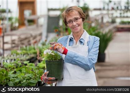 Portrait of senior female worker holding flower pot