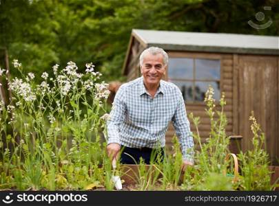 Portrait Of Senior Man In Garden At Home Digging And Wdding Vegetables In Raised Beds