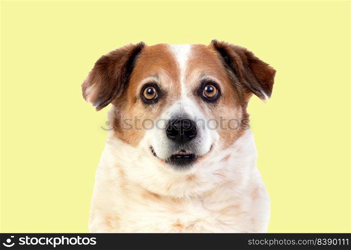 Portrait of Serious and fFunny Dog isolated on a Yellow background, Front view 