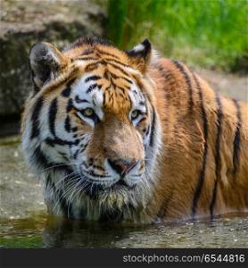 Portrait of Siberian Amur tiger Panthera Tigris Tigris in Summer