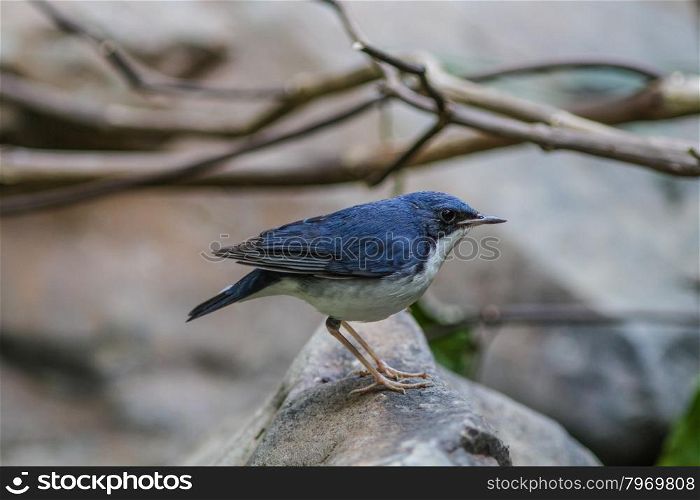 Portrait of Siberian blue robin(Luscinia cyane) in nature