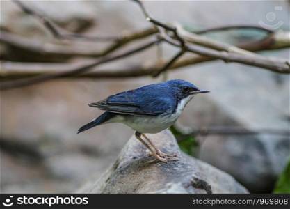 Portrait of Siberian blue robin(Luscinia cyane) in nature