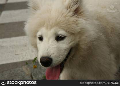 Portrait of Siberian Samoyed puppy