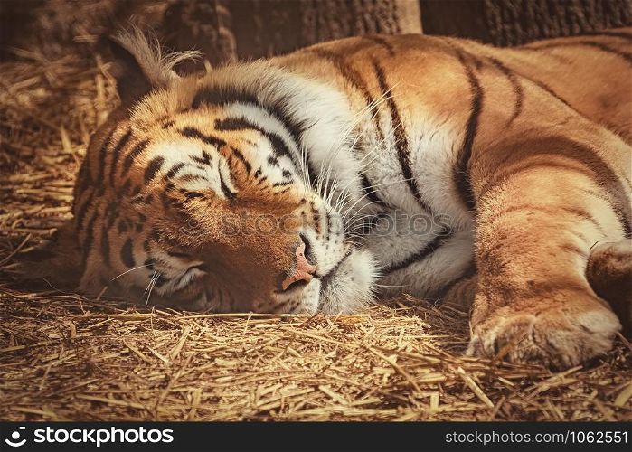 Portrait of Sleeping Tiger on the Hay. Tiger Sleeps on the Hay