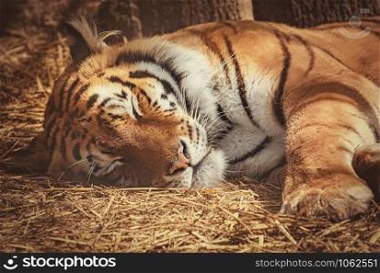 Portrait of Sleeping Tiger on the Hay. Tiger Sleeps on the Hay