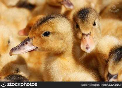 Portrait of small domestic duckling against the background of the flock