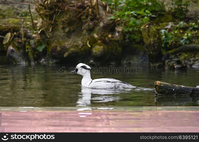 Portrait of Smew duck bird Megellus Albellus on water in Spring
