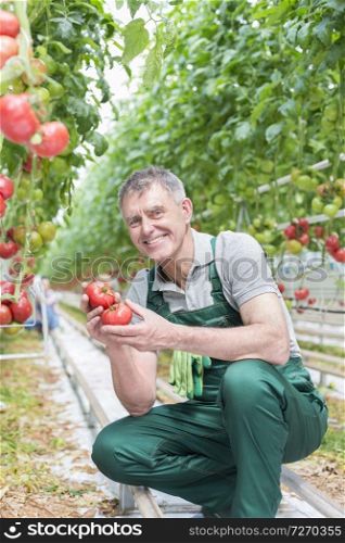 Portrait of smiling senior man holding tomatoes at greenhouse