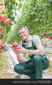 Portrait of smiling senior man holding tomatoes at greenhouse