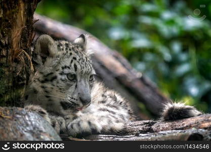 Portrait of Snow leopard cub, Panthera uncia.. Portrait of Snow leopard cub, Panthera uncia