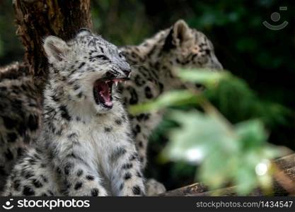 Portrait of Snow leopard cub, Panthera uncia.. Portrait of Snow leopard cub, Panthera uncia