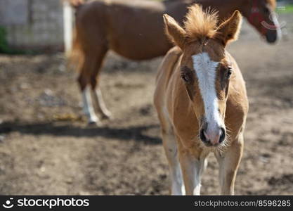 portrait of  sorrel foal of sportive breed walking in paddock. spring time. close up. 