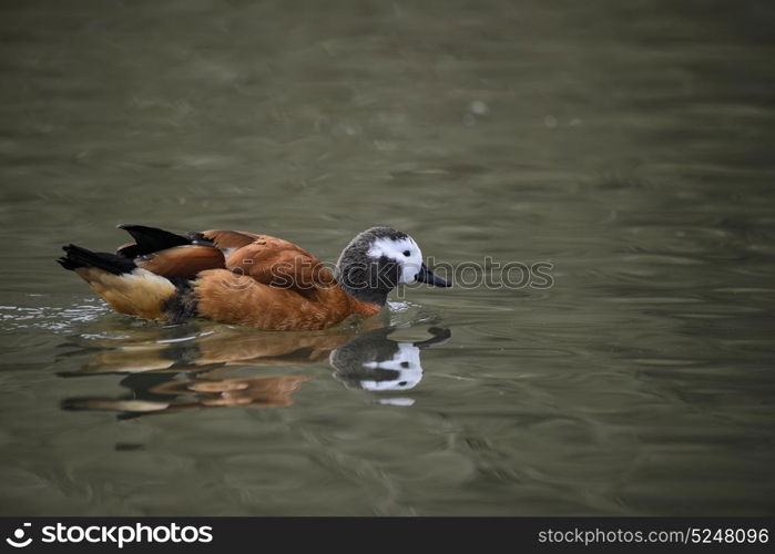 Portrait of South African Shelduck bird Tadorna Cana on water in Spring