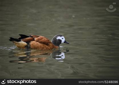 Portrait of South African Shelduck bird Tadorna Cana on water in Spring