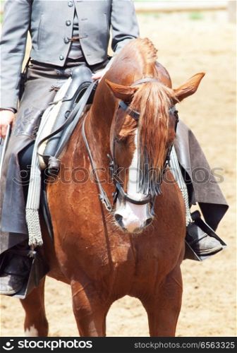 portrait of spanish horse sunny day