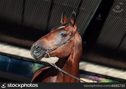 portrait of sportive bay horse at manege background