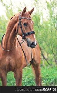 portrait of sportive chestnut horse