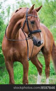 portrait of sportive chestnut horse
