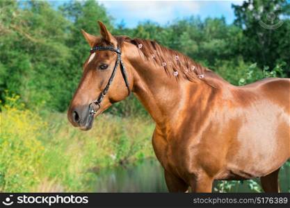 portrait of sportive chestnut horse at lake background. summer