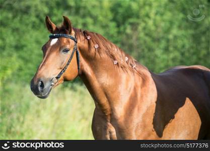 portrait of sportive chestnut horse at lake background. summer