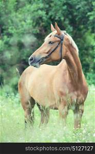 portrait of sportive chestnut mare. summer