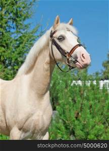 portrait of sportive cream welsh pony