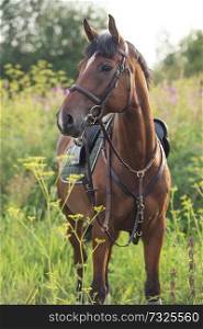portrait of sportive horse on meadow