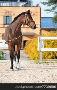 portrait of sportive warmblood horse at stable background. fall season