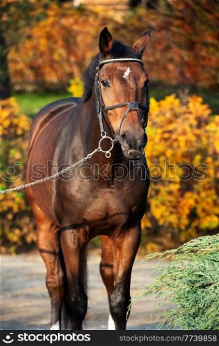 portrait of sportive warmblood horse posing against stable in beautiful garden. autumn time