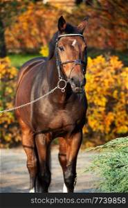 portrait of sportive warmblood horse posing against stable in beautiful garden. autumn time