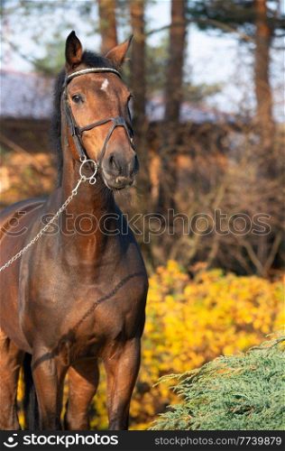 portrait of sportive warmblood horse posing in beautiful stable garden. fall season