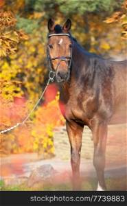 portrait of sportive warmblood horse posing in beautiful stable garden. fall season